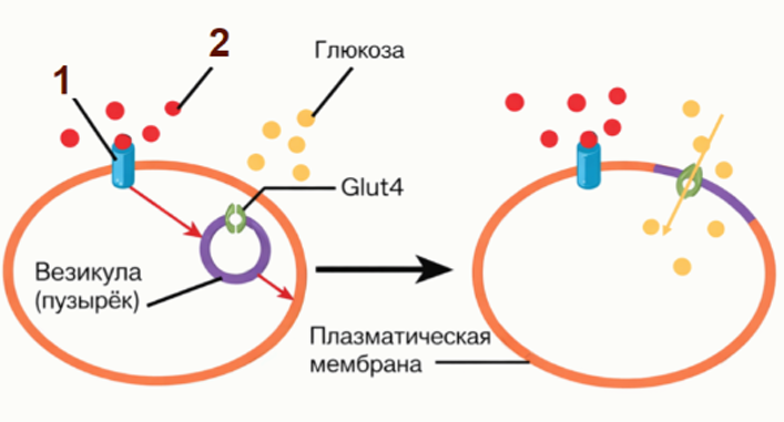 Названия каких веществ скрыты под цифрами 1 и 2? — задание 11, 10 класс