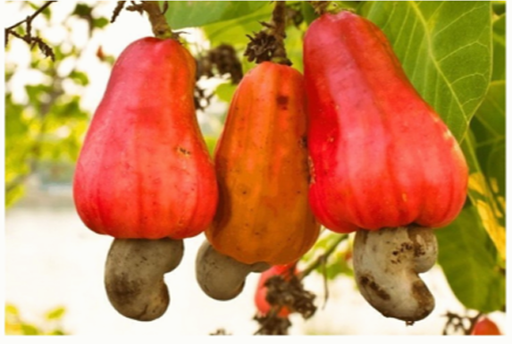 На фото представлены плоды анакардиума западного (лат. Anacardium occidentale), более… — задание 3, 11 класс