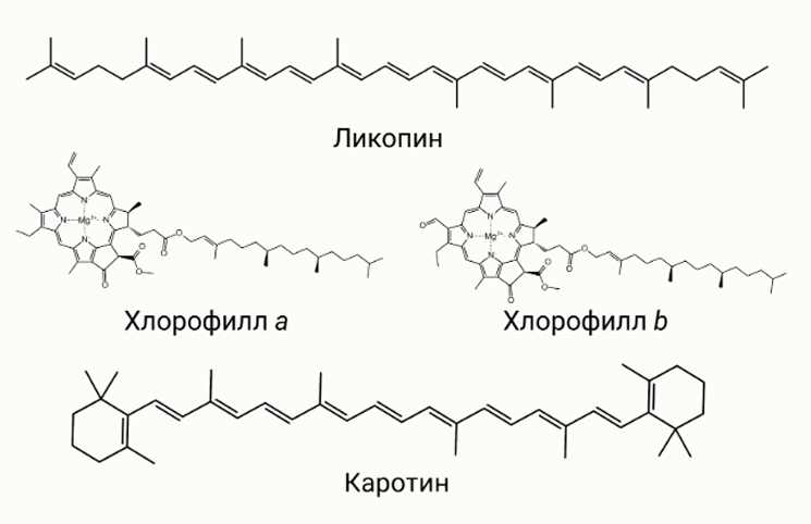 Для разделения пигментов растений могут использоваться методы тонкослойной хроматографии… — задание 7, 11 класс