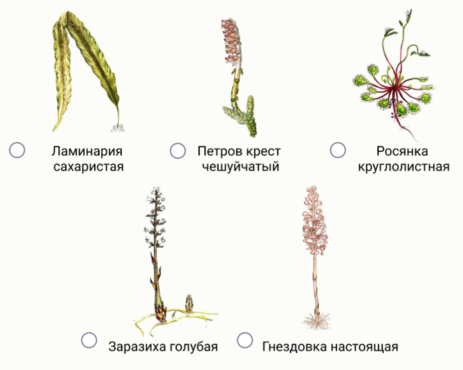 Общеизвестно, что большинство растений питается автотрофно, используя процесс… — задание 12, 5–6 класс
