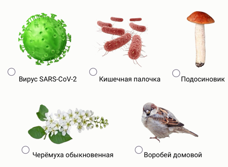 Какие организмы имеют линейные хромосомы? — задание 13, 5–6 класс