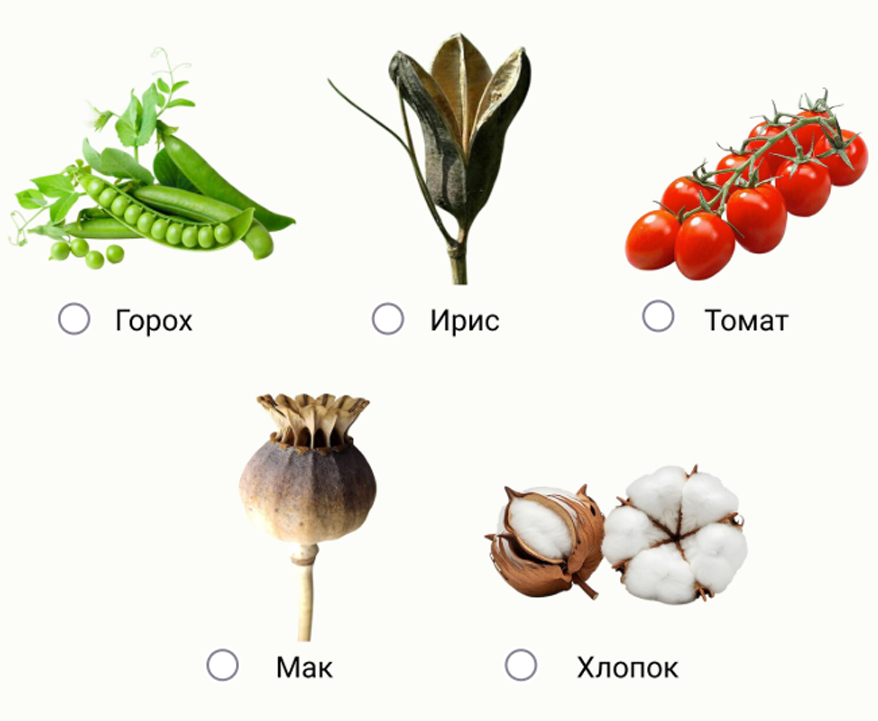 Какие растения имеют сходные плоды? — задание 14, 5–6 класс