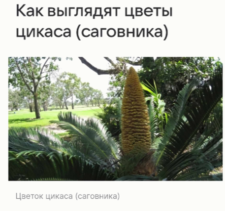 Юный биолог Федя читал на садоводческом сайте про комнатное растение цикас (семейство… — задание 4, 7 класс